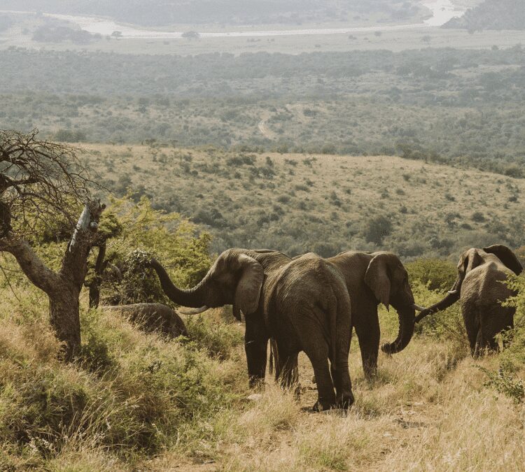 AUTUMN AND WINTER AT MFULAWOZI