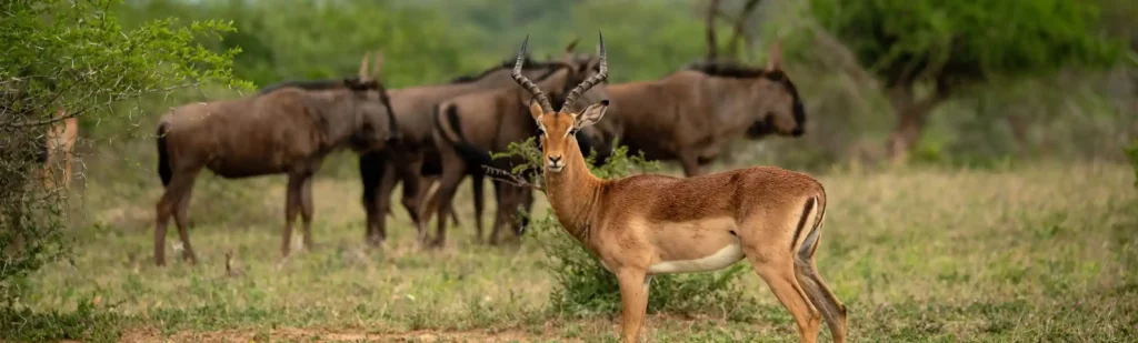 Buck at Mfulawozi